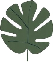 a green leaf shaped object on a white background 2.jpg